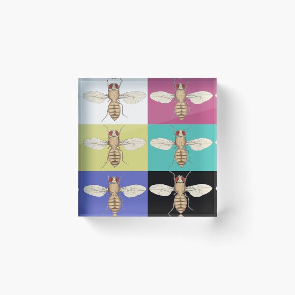 Item preview, Drosophila melanogaster designed and sold by deeptitrivedi.