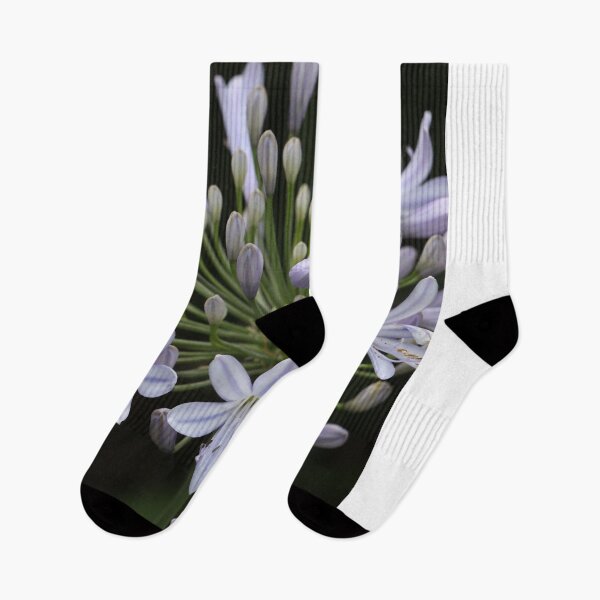 Item preview, Agapanthus - Lily of the Nile  designed and sold by Anthony's  images.
