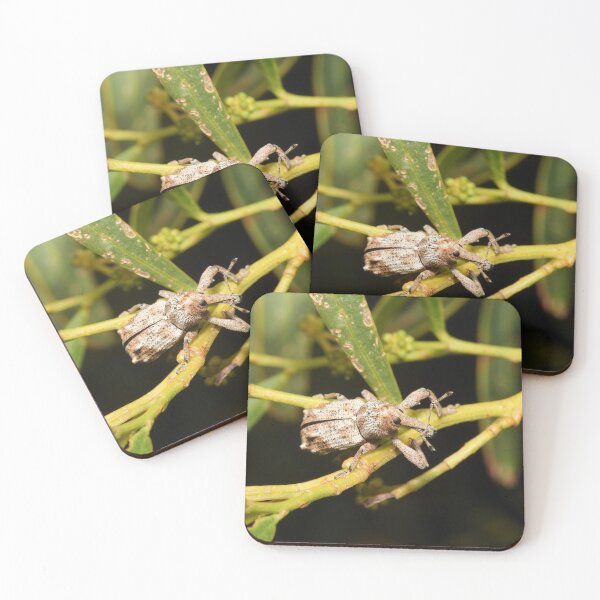 Item preview, Weevil beetle on a tree twig macro photo designed and sold by hendrikspix.