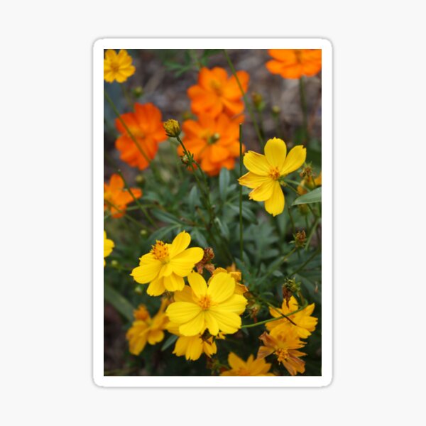 Cosmos Sulphureus flowers Sticker