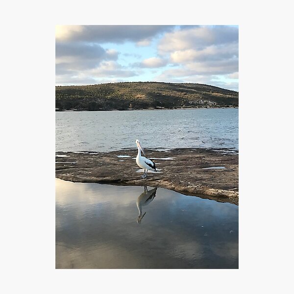 Item preview, Australia - Kalbarri - Pelican Reflection designed and sold by Solveig Winn.