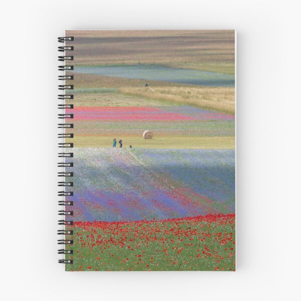Item preview, The flowering of Castelluccio designed and sold by pietrofoto.