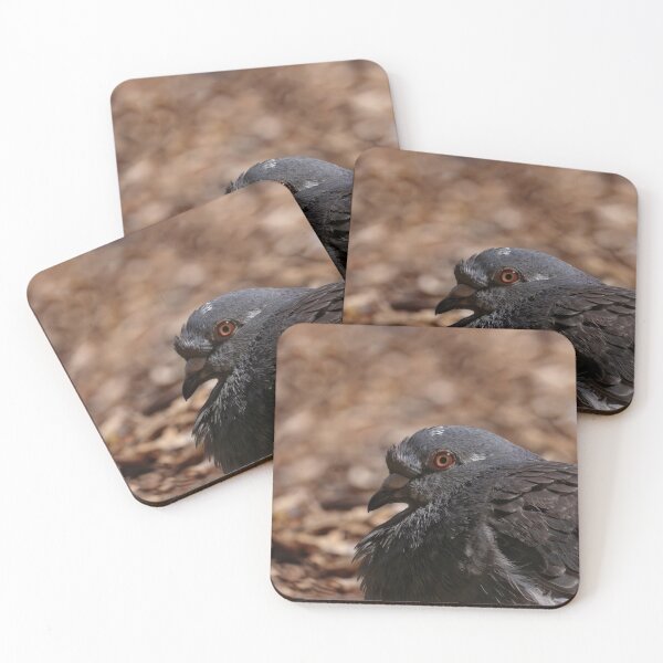 Item preview, Rock dove lying down on the ground close up designed and sold by hendrikspix.