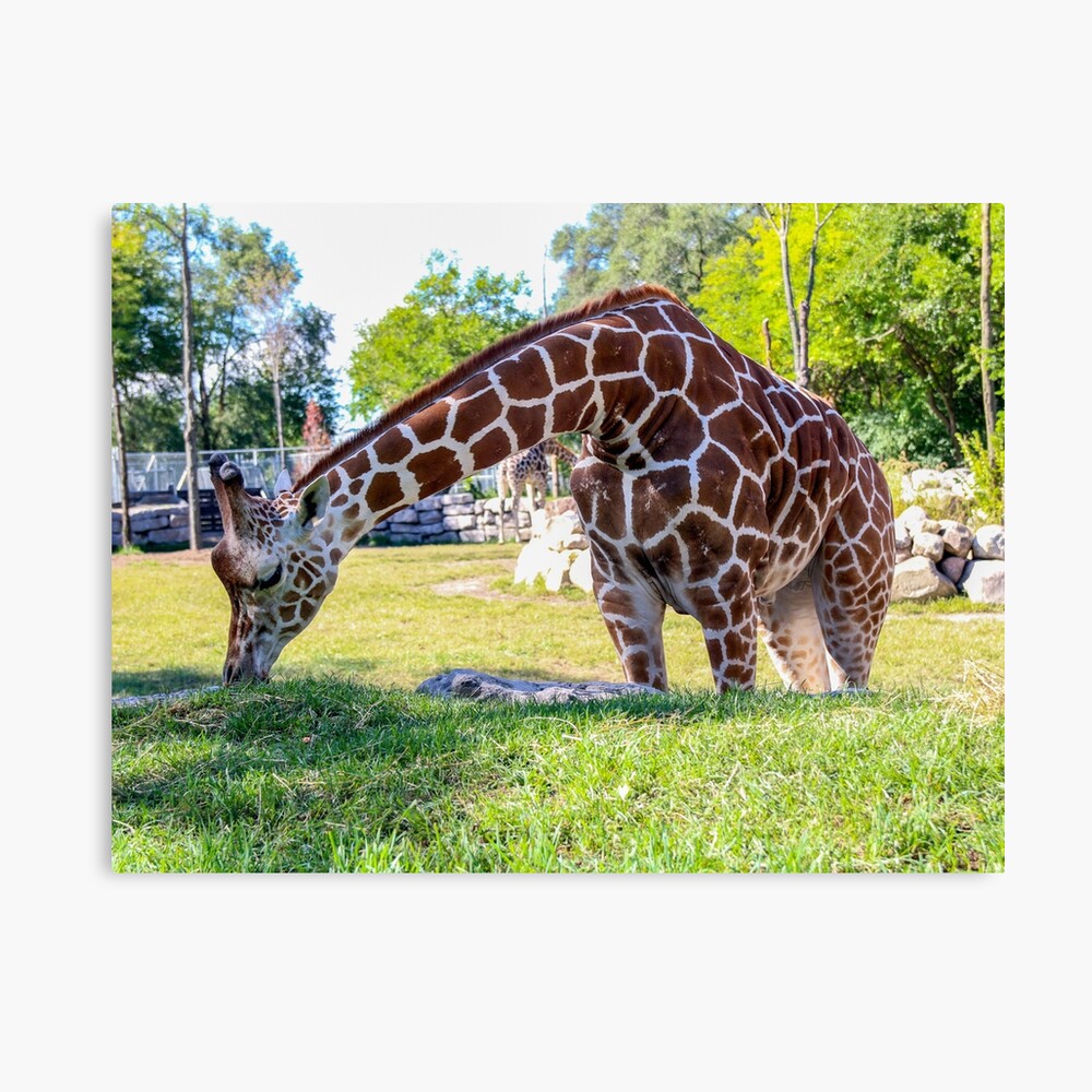 Giraffe At Detroit Zoo Photographic Print For Sale By Digitaldini |  Redbubble