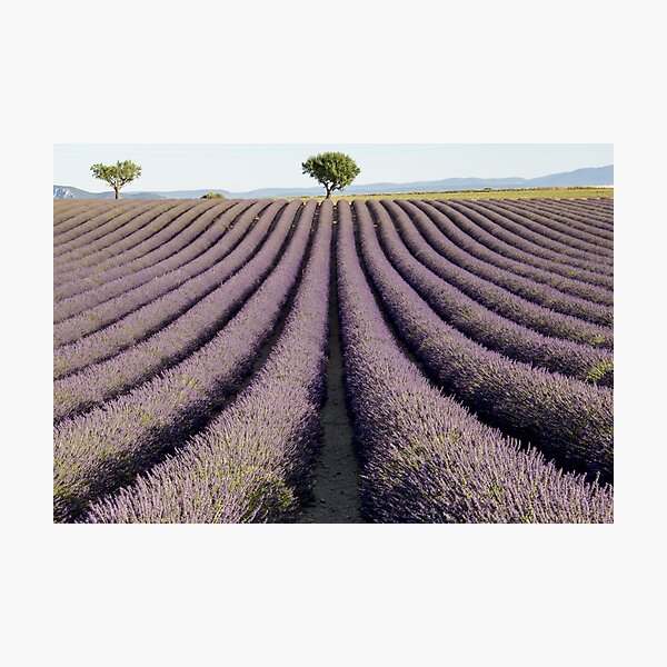 Lavender field in Provence Photographic Print