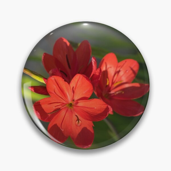 Item preview, Three Crimson River Lily Blooms - Exotic South African Beauties in a Garden designed and sold by Georgia Mizuleva.