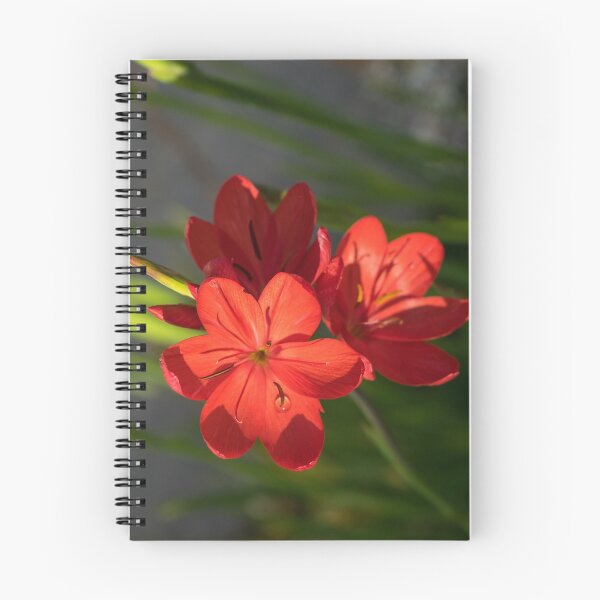 Item preview, Three Crimson River Lily Blooms - Exotic South African Beauties in a Garden designed and sold by Georgia Mizuleva.
