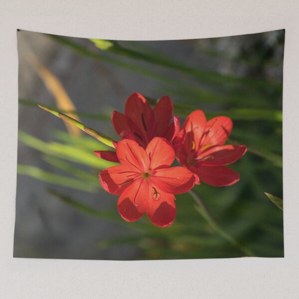 Item preview, Three Crimson River Lily Blooms - Exotic South African Beauties in a Garden designed and sold by Georgia Mizuleva.
