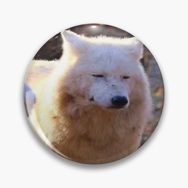 Chapas: Meme Riendo Lobos | Redbubble