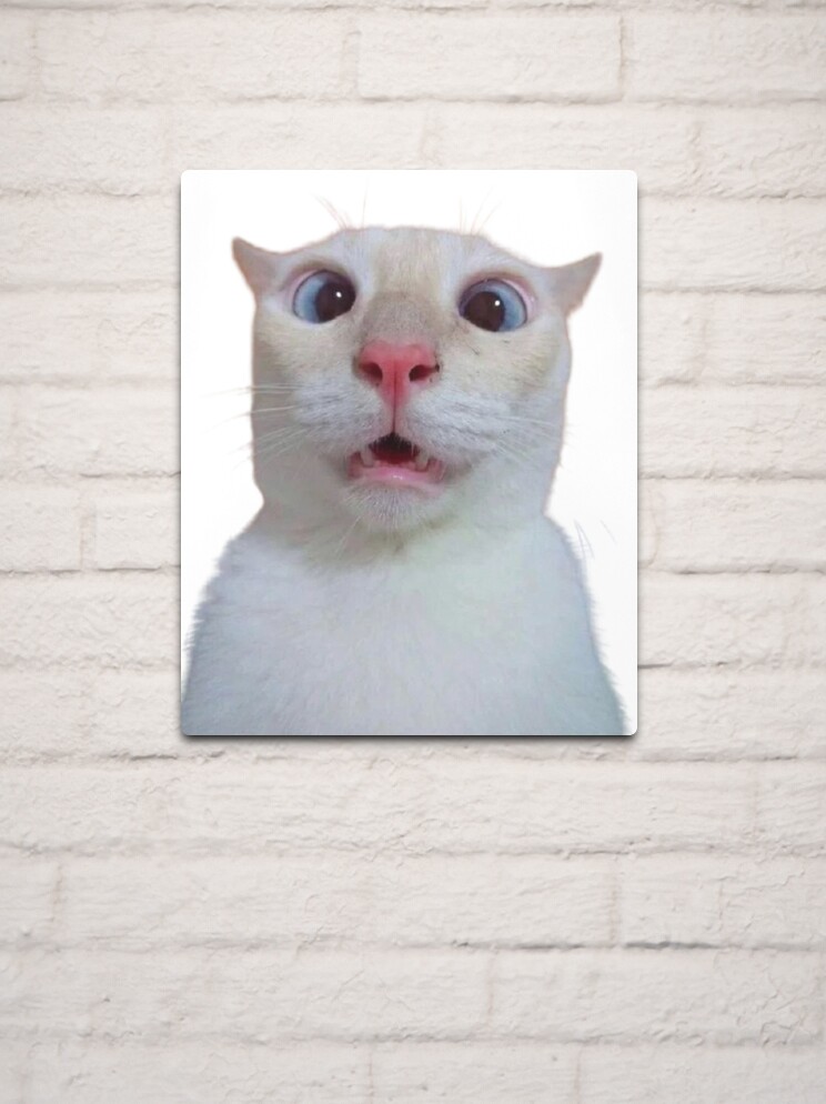 Pop Cat Meme Photographic Print for Sale by masoncarr2244