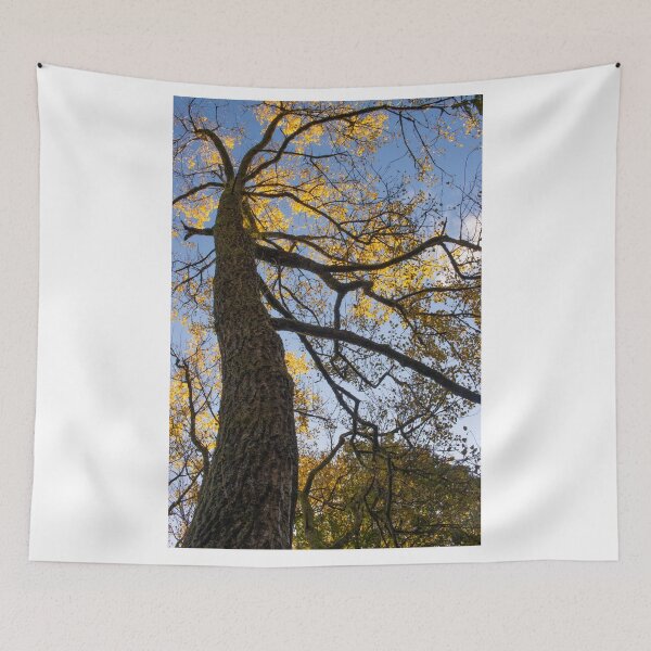 Item preview,  Yellow Poplar Oak Tree Portrait Upward View designed and sold by BadgerCastle.
