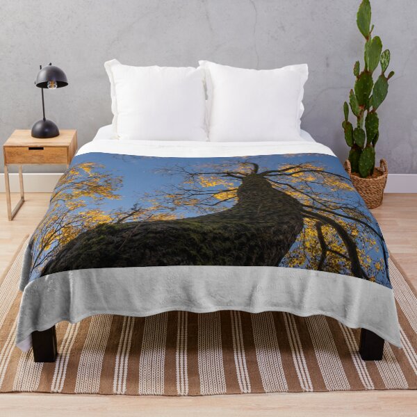 Item preview, Yellow Poplar Oak Tree Upward View Landscape designed and sold by BadgerCastle.