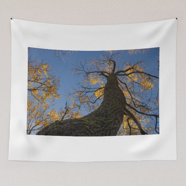 Item preview, Yellow Poplar Oak Tree Upward View Landscape designed and sold by BadgerCastle.