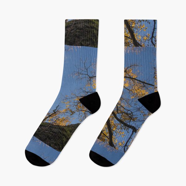Item preview, Yellow Poplar Oak Tree Upward View Landscape designed and sold by BadgerCastle.