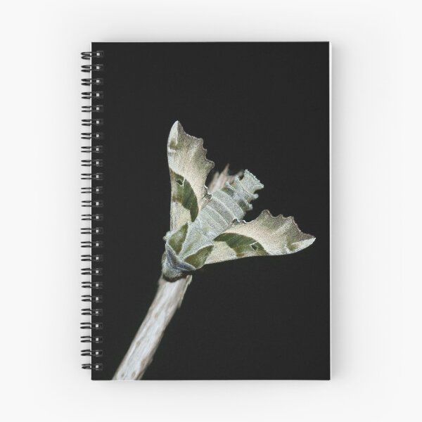 Item preview, Evening primrose hawk designed and sold by NW-Photo-Art.