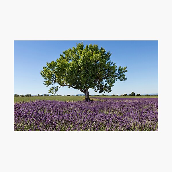 Tree in a lavender field Photographic Print