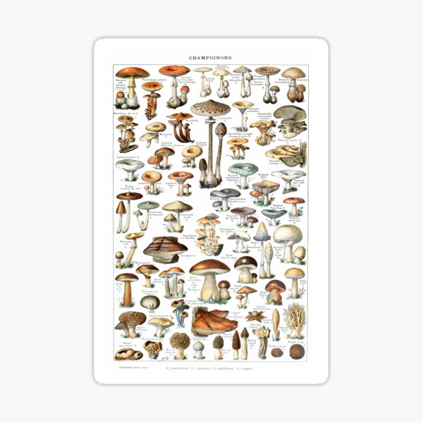 Item preview, Adolphe Millot Vintage Mushrooms designed and sold by koovoxdogs.