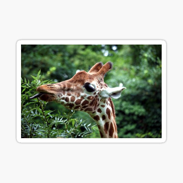 Black Tongue Sticker