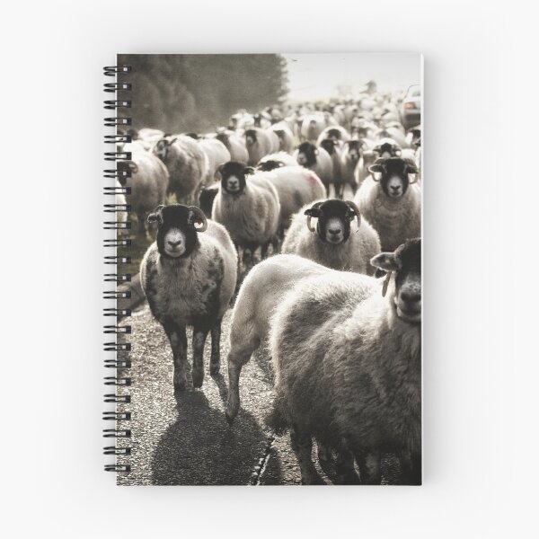 Item preview, Sheep on the A6 - Penrith designed and sold by ademcfade.