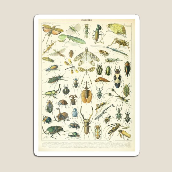 Item preview, Adolphe Millot Vintage Insect designed and sold by koovoxdogs.