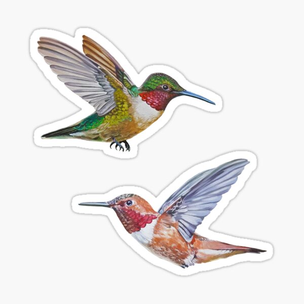 Hummingbirds set (Rufous & Ruby throated) Sticker