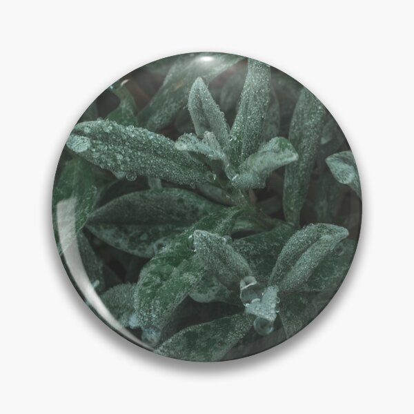 Item preview, Evergreen plant designed and sold by VieClaud.