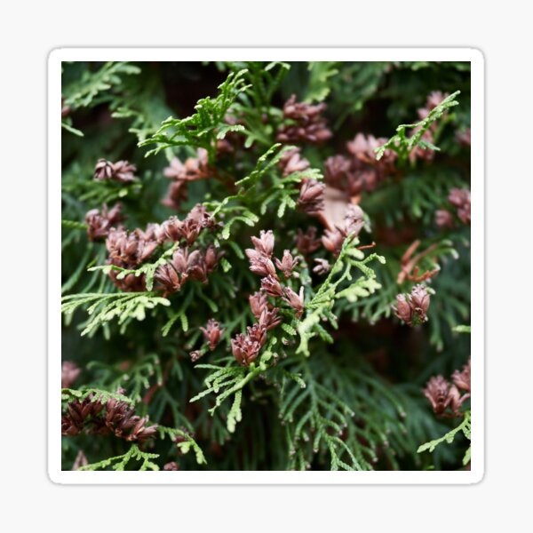 Maybe there are some seeds too. Northern white cedar Sticker