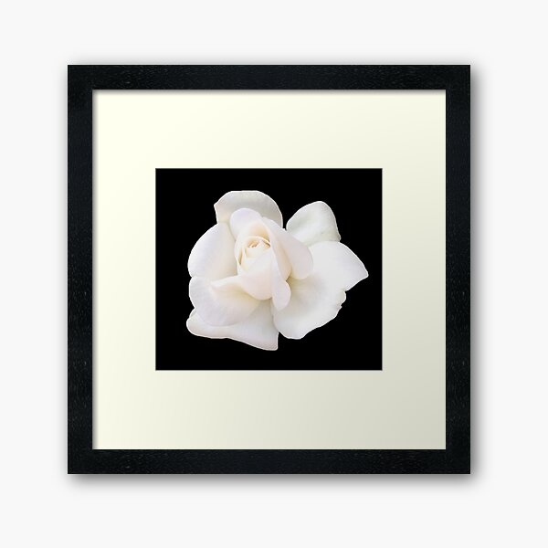 Item preview, White Sugar Moon Rose Close-up on Black designed and sold by InalterataArt.