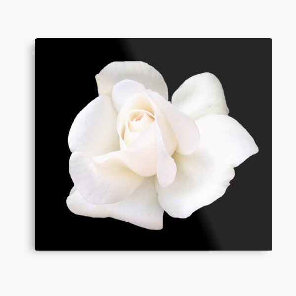 Item preview, White Sugar Moon Rose Close-up on Black designed and sold by InalterataArt.