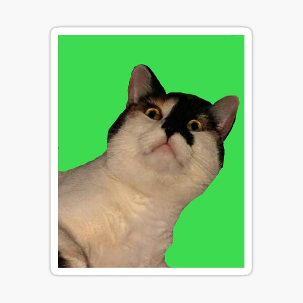 Shocked Kitty on Green Sticker