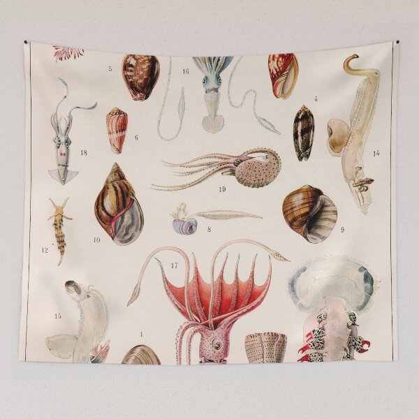 Aperçu de l'œuvre Adolphe Millot - Mollusques 01 - Illustration de zoologie vintage française créée et vendue par DejaVuStudio.