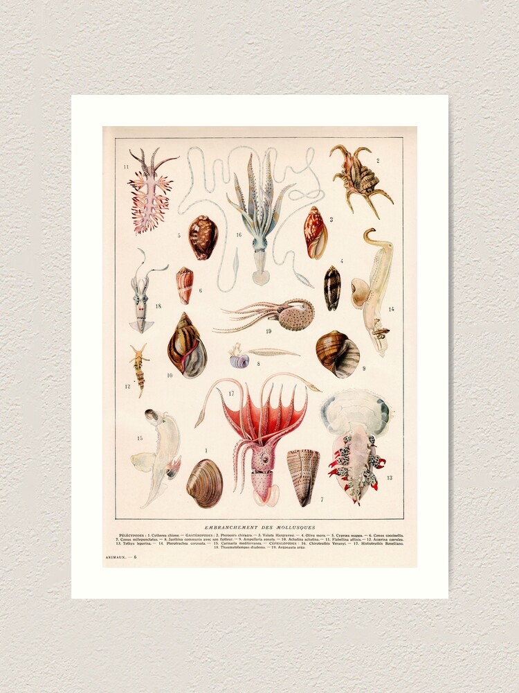 Illustration ancienne Millot poissons