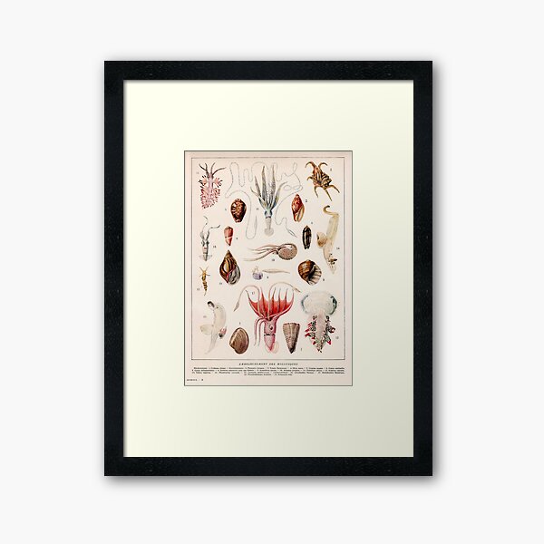 Item preview, Adolphe Millot - Mollusques 01 - French vintage zoology illustration designed and sold by DejaVuStudio.