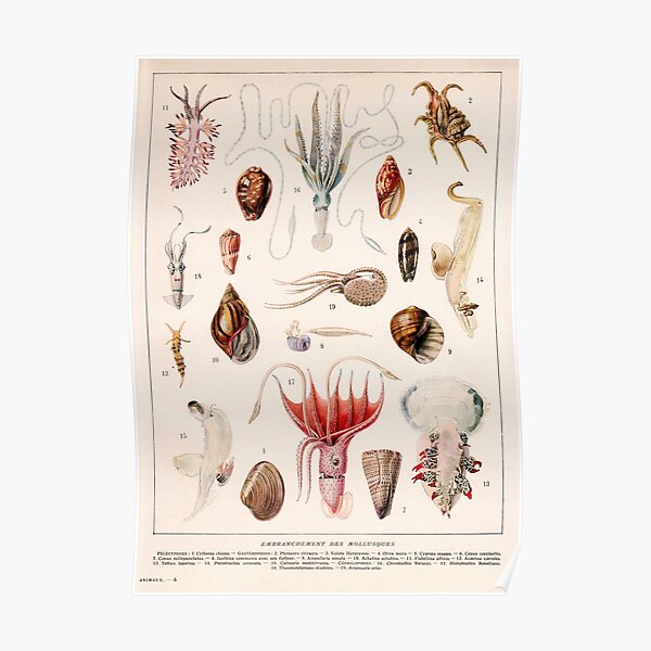 Celestial Cephalopod Poster Rolled 24 x 36  PSA011115