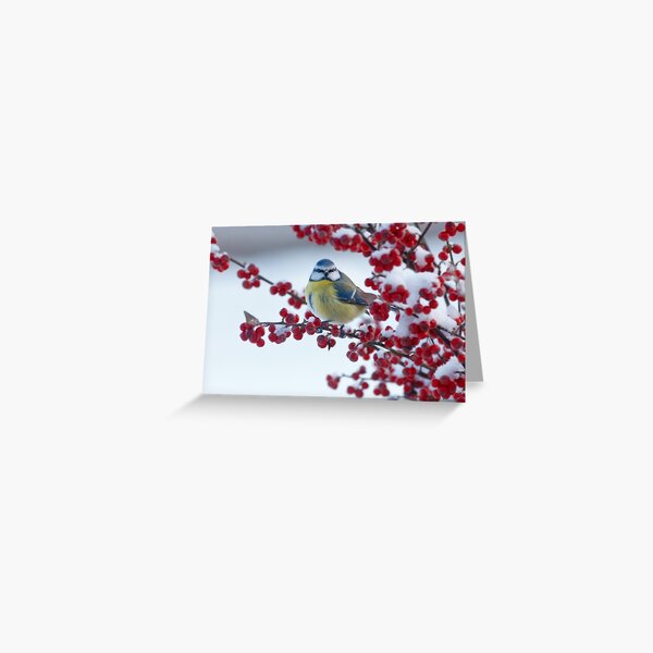 Blue tit Greeting Card