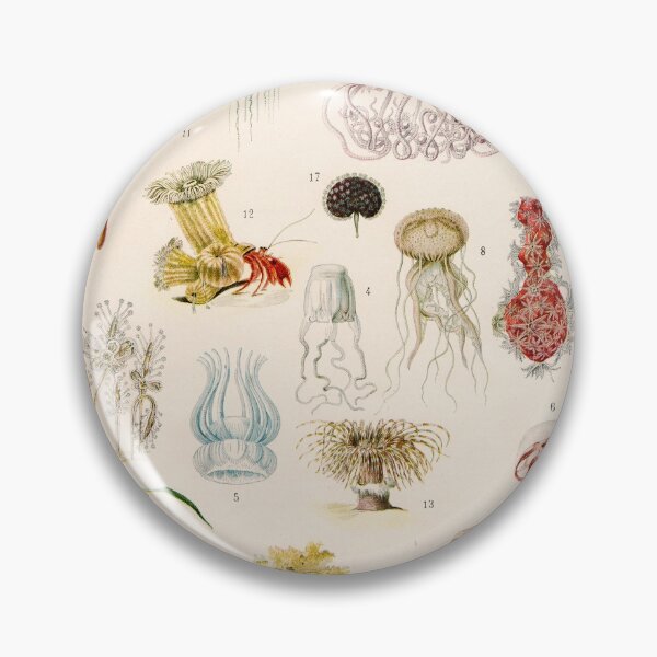 Item preview, Adolphe Millot - Mollusques 02 - French vintage zoology illustration designed and sold by DejaVuStudio.