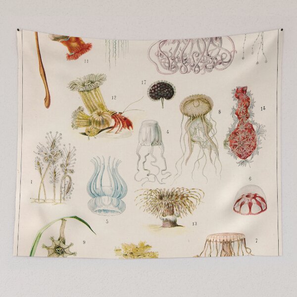Aperçu de l'œuvre Adolphe Millot - Mollusques 02 - Illustration de zoologie vintage française créée et vendue par DejaVuStudio.