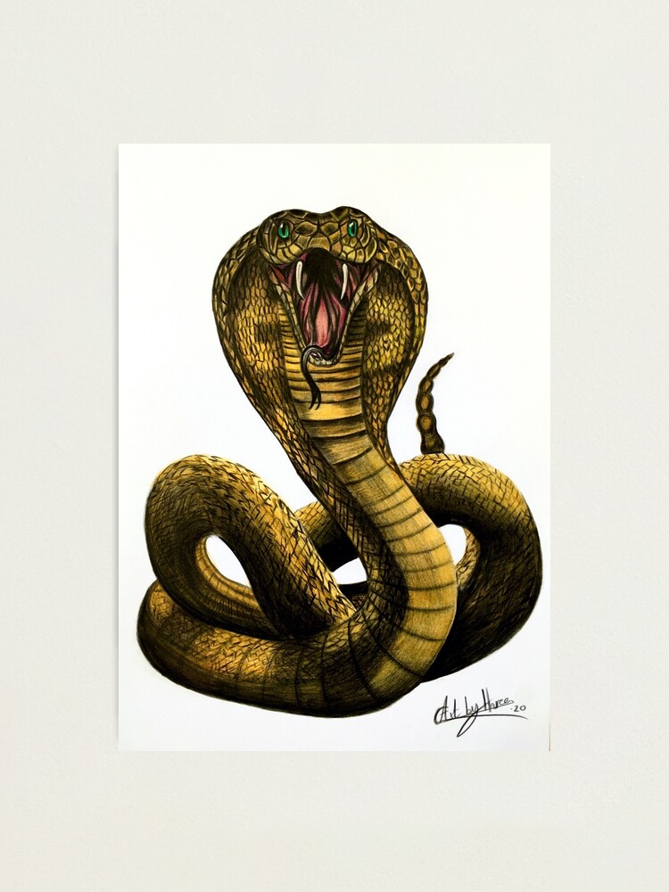 King Cobra Drawings | TikTok