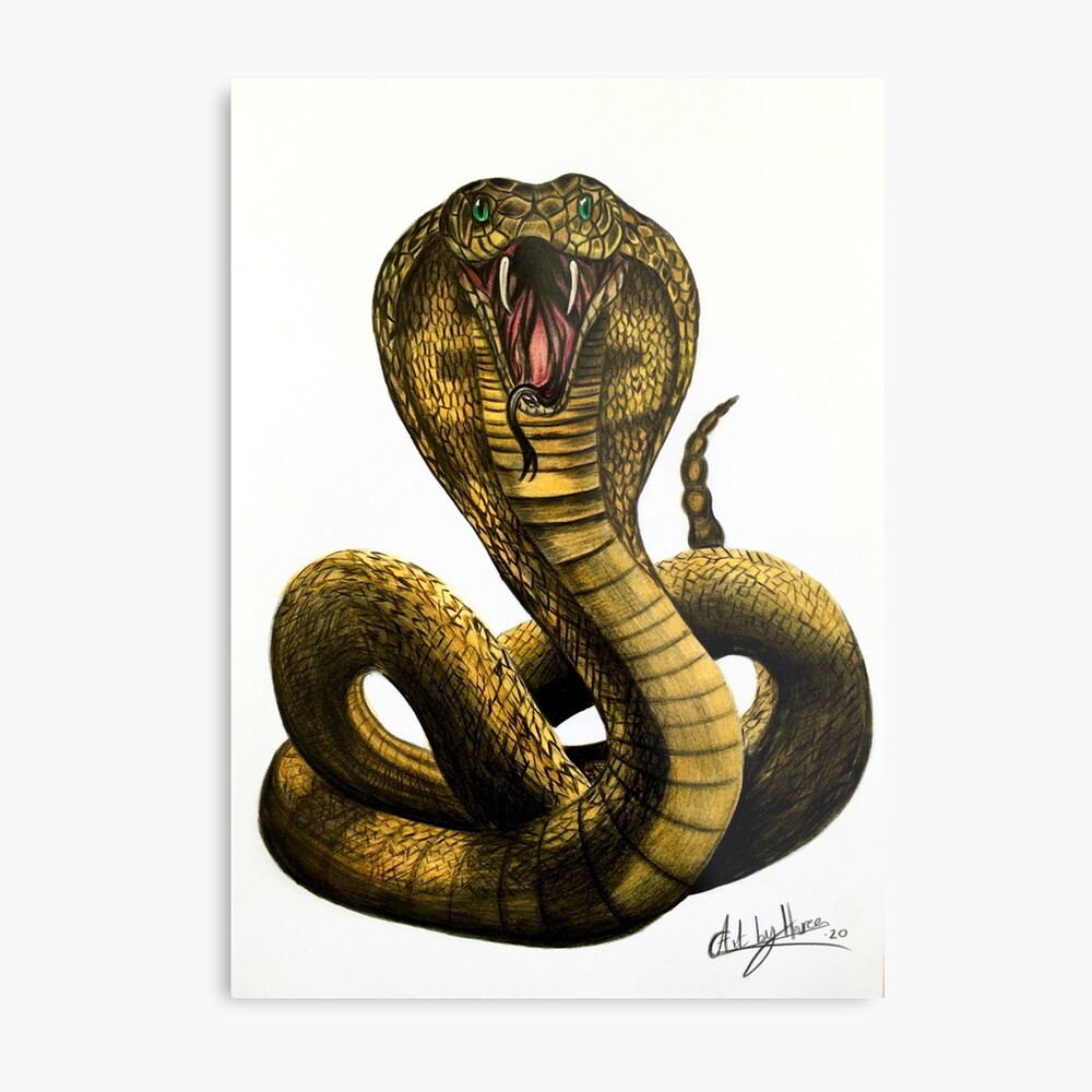 Download Cobras King Cobra Snakes Tattoo Snake Drawing HQ PNG Image |  FreePNGImg