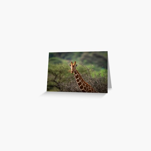 Item preview, Reticulated giraffe portrait designed and sold by Christine Crosby.
