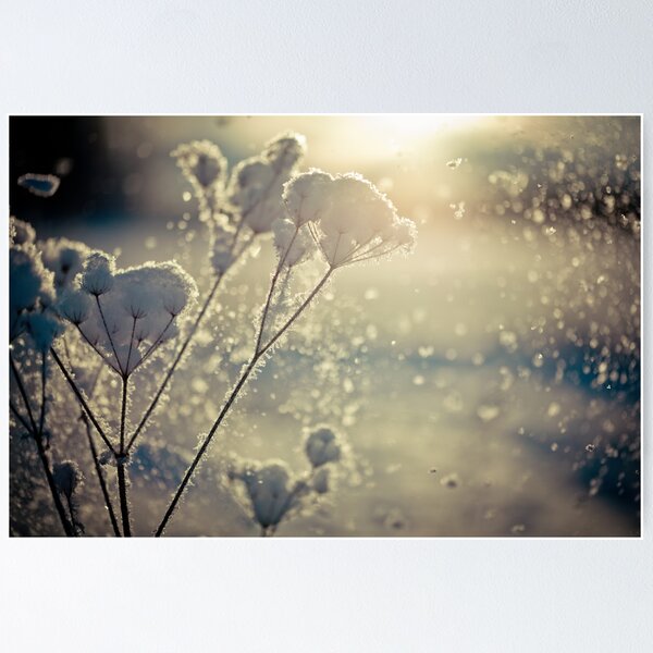 Item preview, Snow covered branch against defocused background. Selective focus and shallow depth of field. designed and sold by RaimondKlavins.