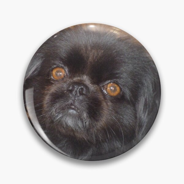 Item preview, Adorable Black Pekingese Dog Face Photo Print designed and sold by GalleryNora.