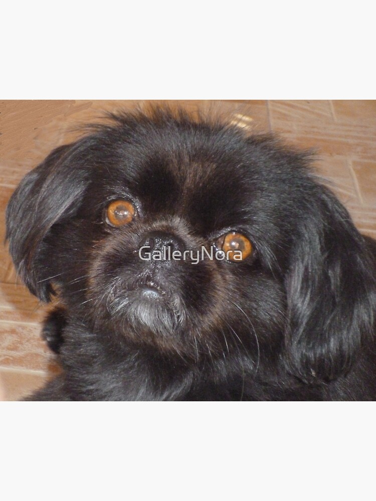 Black best sale pekingese dog