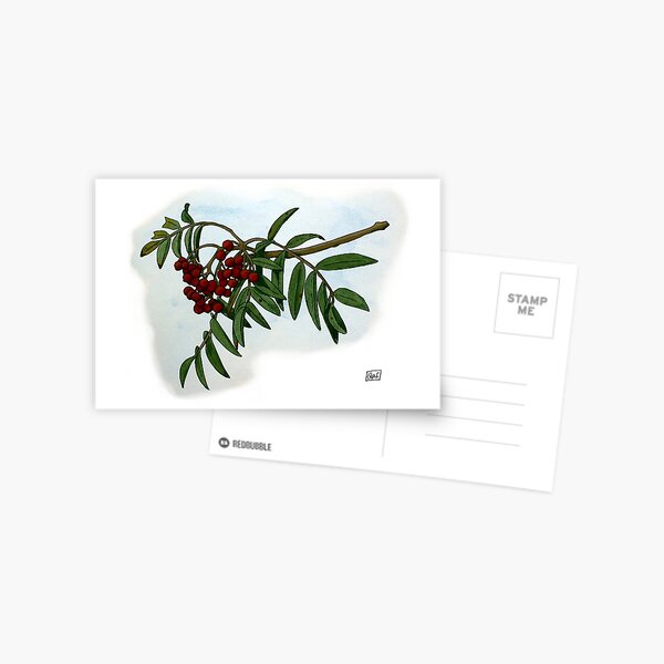 "Ash" print Postcard