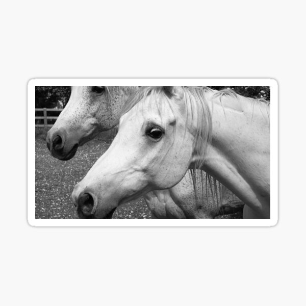 Houmard Arabians - Switzerland Sticker