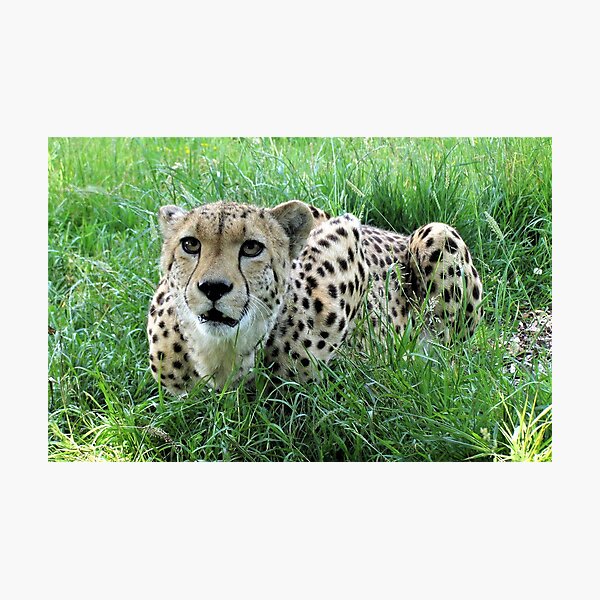Item preview, Cheetah designed and sold by dawnspics2020.