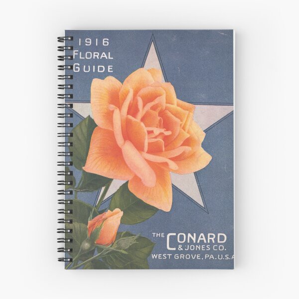 Item preview,  Rose "sunburst" - Conard & Jones co.1915 designed and sold by killies.
