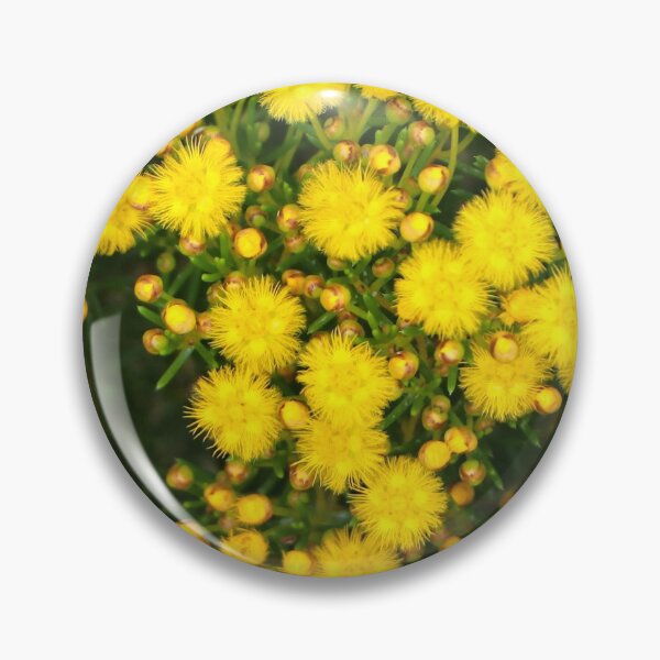 Artikelvorschau, Kleine Chrysantha-Blume, Westaustralien, Australien entworfen und verkauft von FranWest.