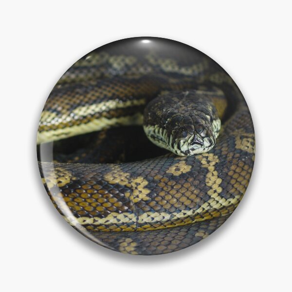 Item preview, A Python watching Me designed and sold by Clare Colins.