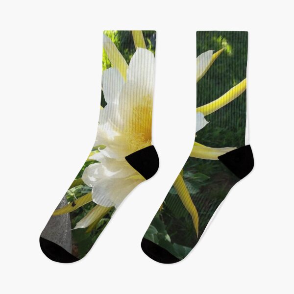 Item preview, Pitaya designed and sold by praupp.